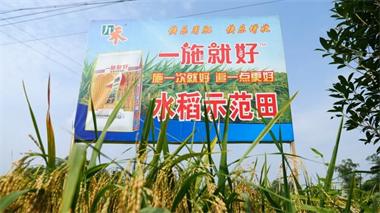 开宝体育官网九禾公司“一施就好”专用复合肥水稻试验示范喜获丰收
